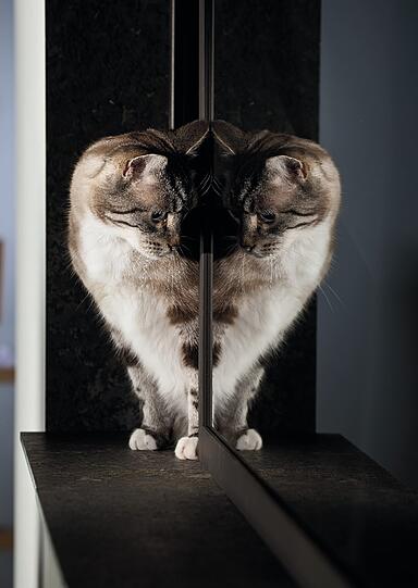Die süßen Katzen gibt's als Kalender zu gewinnen.
