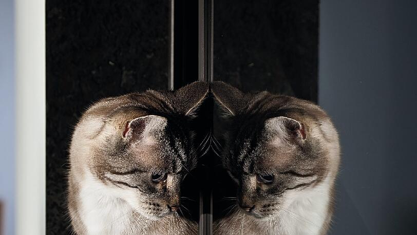 Die süßen Katzen gibt's als Kalender zu gewinnen. Die süßen Katzen gibt's als Kalender zu gewinnen.