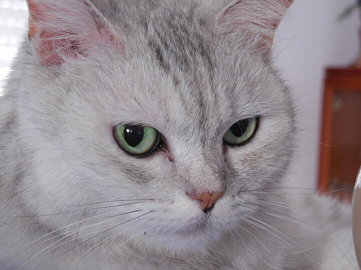 Tabby