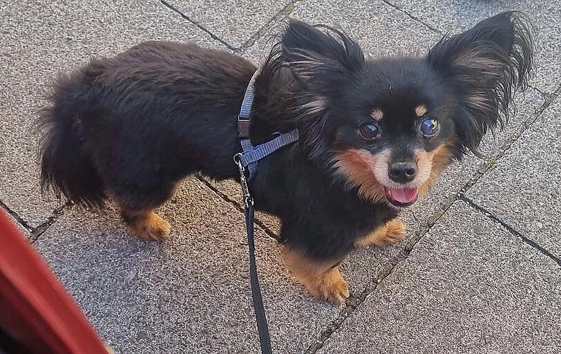 Chico