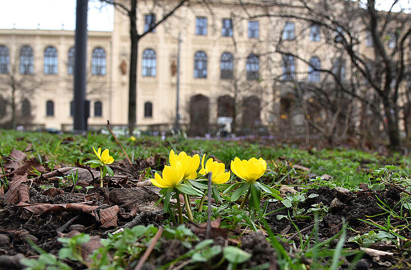 Die ersten Krokusse, Butterblumen und Schneeglöckchen sprießen in der Maximilianstraße aus dem Boden. Die Bilder des AZ-Leserreporters.