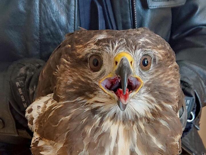 Ein Polizist hält einen Bussard in den Händen. Foto: Polizeipräsidium Oberbayern Süd