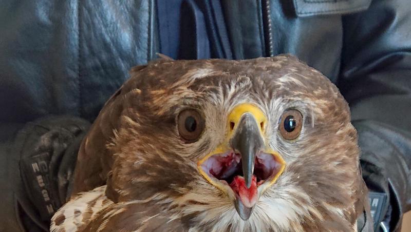 Ein Polizist hält einen Bussard in den Händen. Foto: Polizeipräsidium Oberbayern Süd Ein Polizist hält einen Bussard in den Händen. Foto: Polizeipräsidium Oberbayern Süd