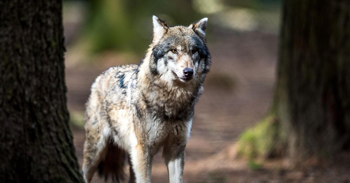 Wolfs-Absch-sse-sollen-leichter-werden