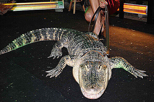 ... ein Krokodil im P 1 Gassi.