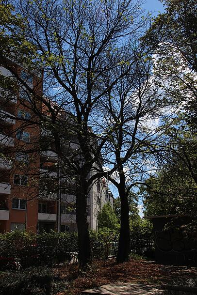 Ein entlaubter Baum am Herzog-Ernst-Platz.