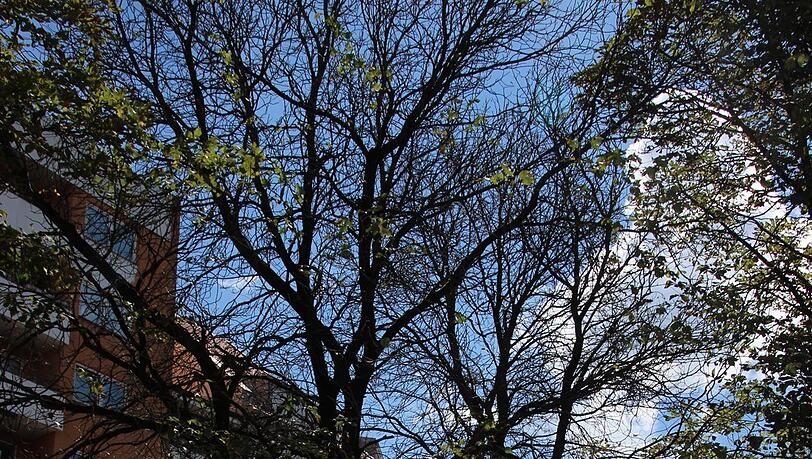 Ein entlaubter Baum am Herzog-Ernst-Platz. Ein entlaubter Baum am Herzog-Ernst-Platz.