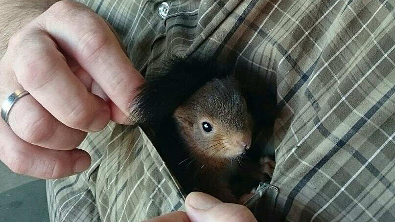 Da lässt es sich aushalten als Eichhörnchen.