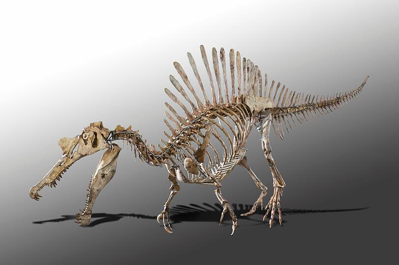 Das Spinosaurus-Skelett ist erstmals im Paläontologischen Museum zu sehen.