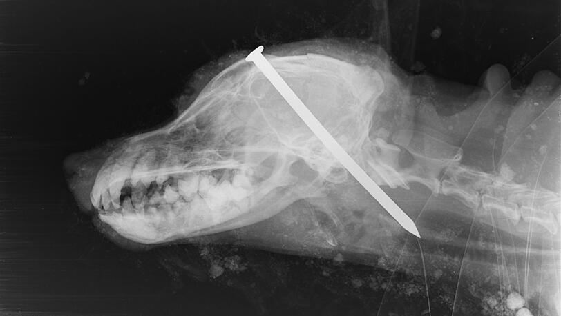 Der Hund hätte eingeschläfert werden sollen. Laut eigener Aussage wollten die beiden Männer das "selbst übernehmen".