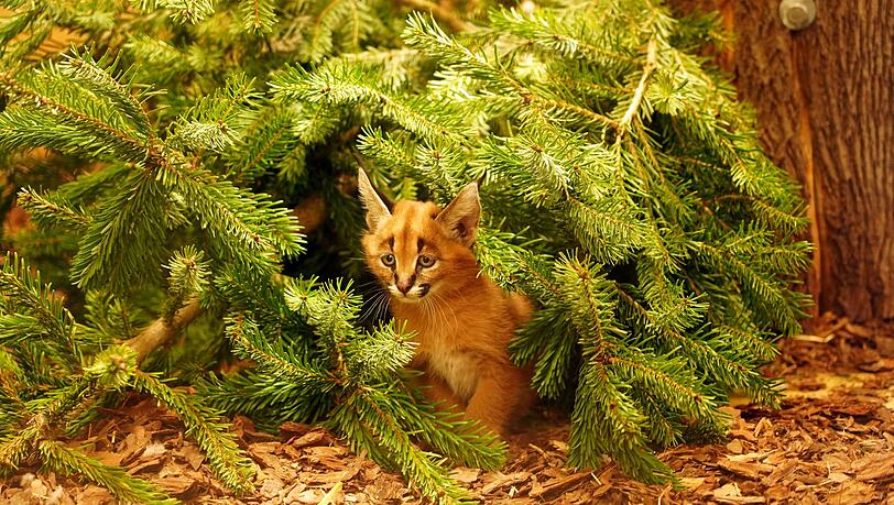 Das Karakal-Jungtier Karlos kam im November zur Welt. (Handout)