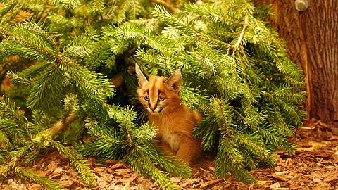 Das Karakal-Jungtier Karlos kam im November zur Welt. (Handout)