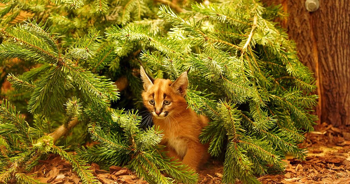 Karakale-im-Zoo-Dresden-bekommen-Nachwuchs
