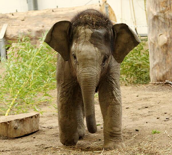 Der sieben Monate Elefantenbulle aus dem Münchner Tierpark Hellabrunn ist am Freitag auf den Namen Ludwig getauft worden. Die süßen Fotos.