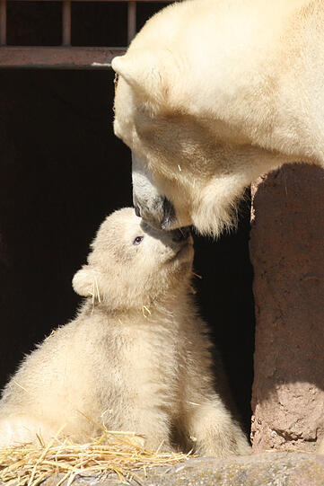 Unsere Eisbärchen Aleut und Gregor mit Mama Vera bei ihrem ersten Ausflug im Freigehege.