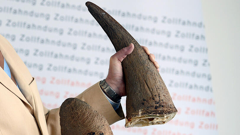 Vor allem in Asien sind sie Gold wert: Sichergestellte Nashorn-Hörner im Zollfahndungsamt Frankfurt.