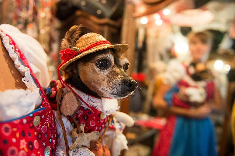 Wenn München zum Oktoberfest lädt, haben Dirndl und Lederhose Hochkonjunktur. Maßgeschneiderte Trachtenoutfits gibt's sogar für Vierbeiner.