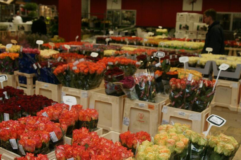 Blütenpracht auf dem Blumengroßmarkt in der Schäftlarnstraße. In der Halle ist es sehr kalt, damit die Blumen länger frisch bleiben.