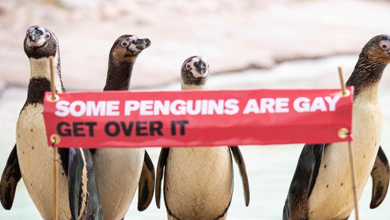"Manche Pinguine sind schwul, komm darüber hinweg" - mit diesem Spruch will der Londoner Zoo über Homosexualität bei Tieren aufklären. "Manche Pinguine sind schwul, komm darüber hinweg" - mit diesem Spruch will der Londoner Zoo über Homosexualität bei Tieren aufklären.