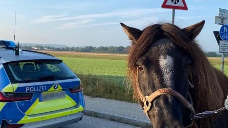 Wotan, das entlaufene Pony.