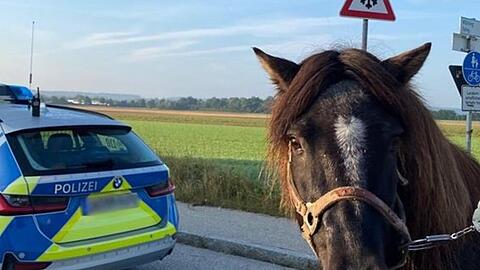 Wotan, das entlaufene Pony.