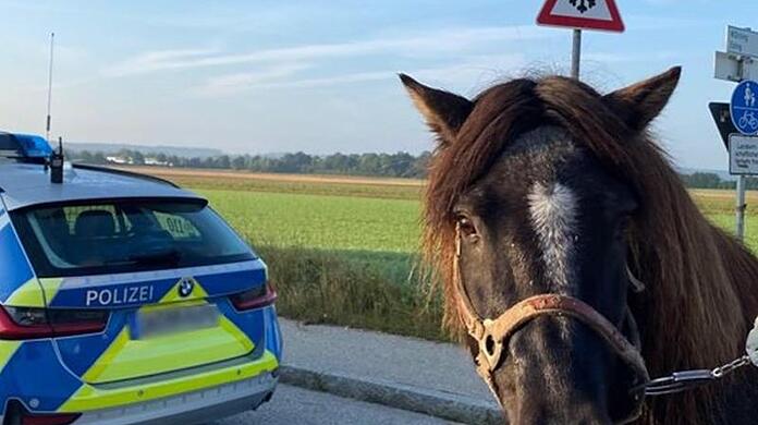 Wotan, das entlaufene Pony.