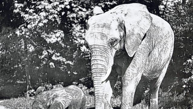 Elefanten-Geburt in Hellabrunn mitten im Krieg: Der kleine „Adam“ mit Mutter „Matadi“ im Tierpark 1943. Elefanten-Geburt in Hellabrunn mitten im Krieg: Der kleine „Adam“ mit Mutter „Matadi“ im Tierpark 1943.