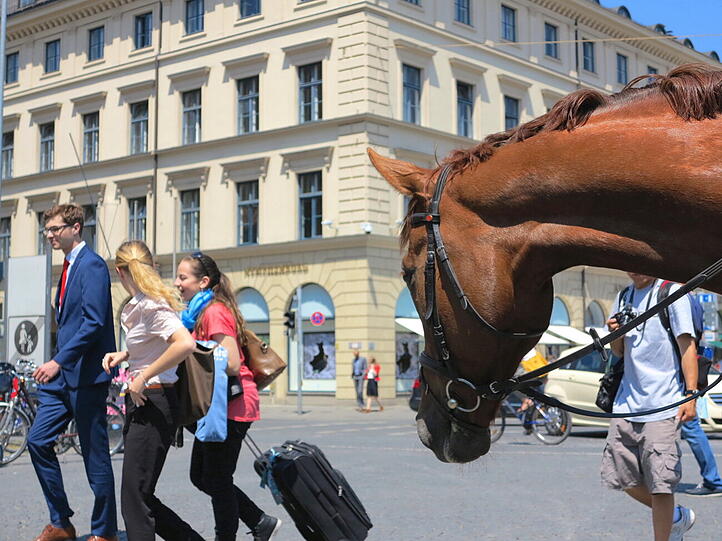 Wo bitte, geht's hier zur nächsten Wiese? Polizeipferde am Odeonsplatz sind immer wieder ein netter Anblick.