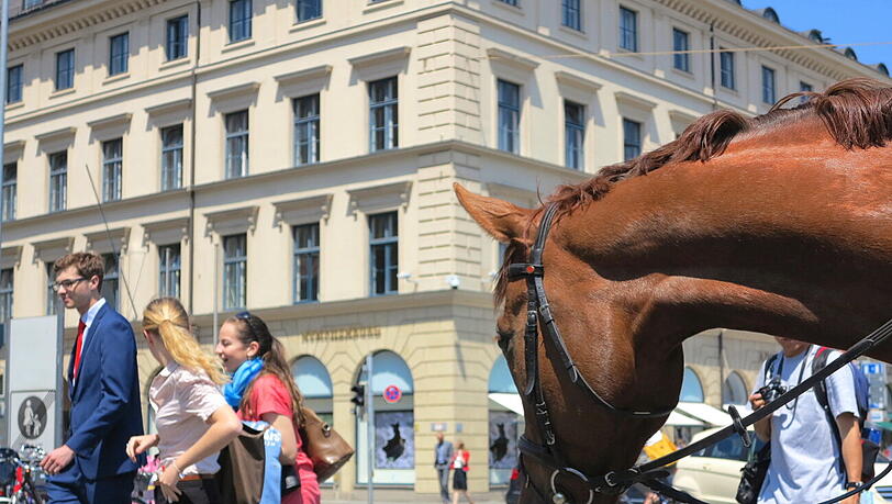 Wo bitte, geht's hier zur nächsten Wiese? Polizeipferde am Odeonsplatz sind immer wieder ein netter Anblick. Wo bitte, geht's hier zur nächsten Wiese? Polizeipferde am Odeonsplatz sind immer wieder ein netter Anblick.