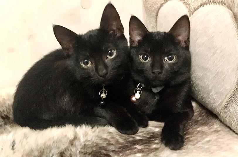 Kitty und Pauline