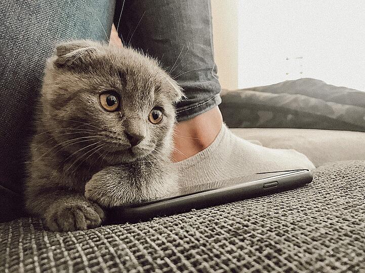 Simba