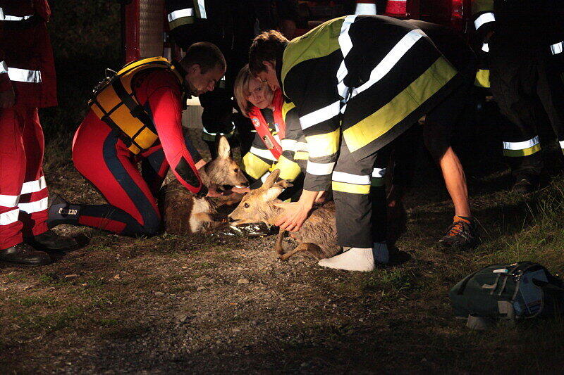Feuerwehr und Wasserwacht retteten die Rehe aus dem wWsser und brachten sie zum Aufwärmen in eine Scheune.