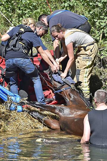 Das Pferd wurde erst ruhig gestellt und dann mittels Seilwinde gerettet.