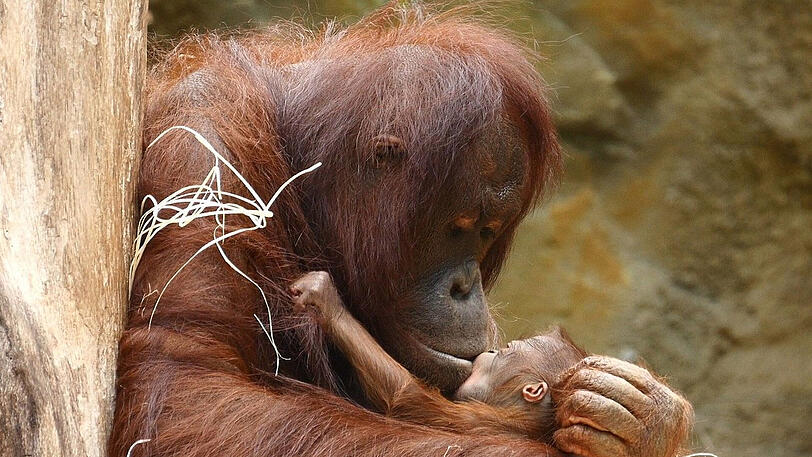 Orang-Utan-Weibchen Hsiao-Ning trägt im Zoo in Rostock ihr Neugeborenes auf dem Arm.