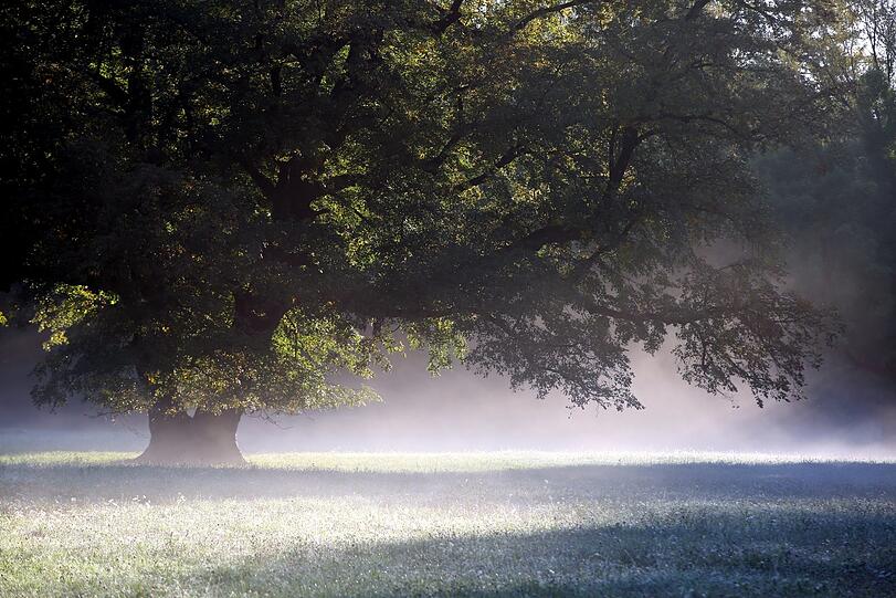 Klar, zeigen sich die Bäume im satten Grün. Doch die wabernden Nebelschwaden künden längst: Es herbstelt gewaltig!
