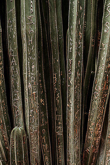 Newcomer Award: Das Foto zeigt einen Kaktus im Garten des Modeschöpfers Yves Saint Laurent in Marrakesch. Student Paul Dittmann gewinnt damit.