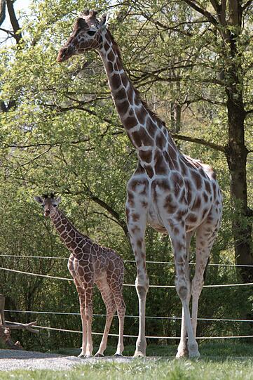 Ein zuckersüßes Giraffenbaby wartet im Tierpark Hellabrunn auf Besucher. Zwei Wochen ist es gerade alt. Hier gibt's schon mal die nettesten Fotos von dem putzigem Tierchen.
