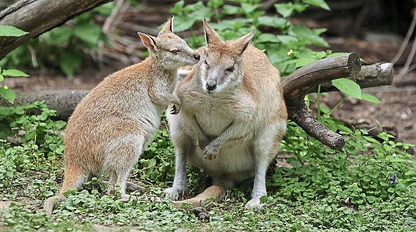 Zwei Flinkwallabies.