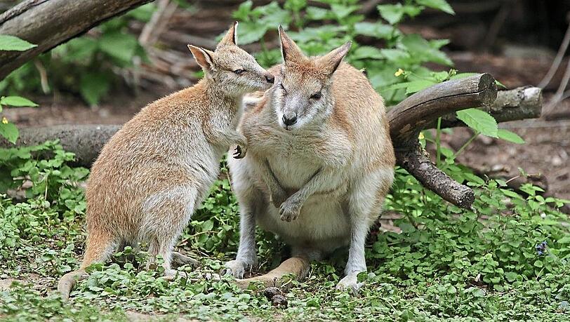 Zwei Flinkwallabies. Zwei Flinkwallabies.