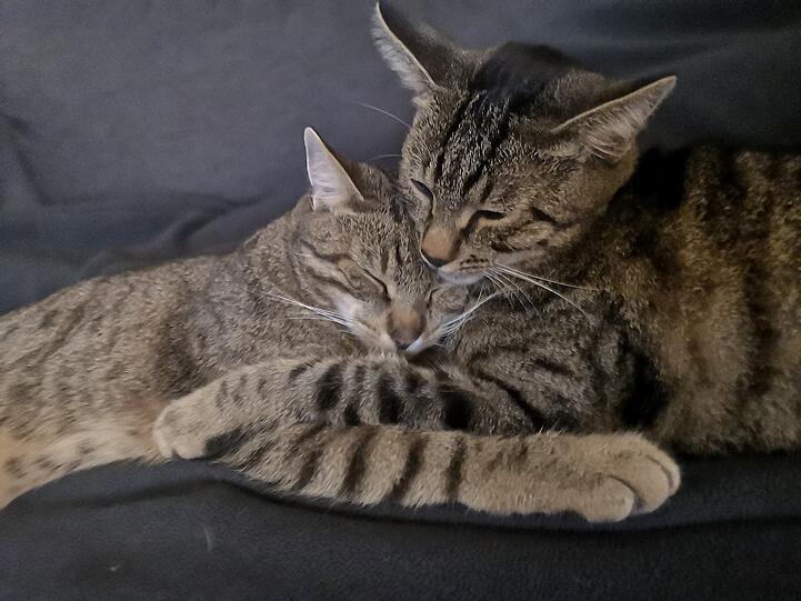 Bobby und Lucky