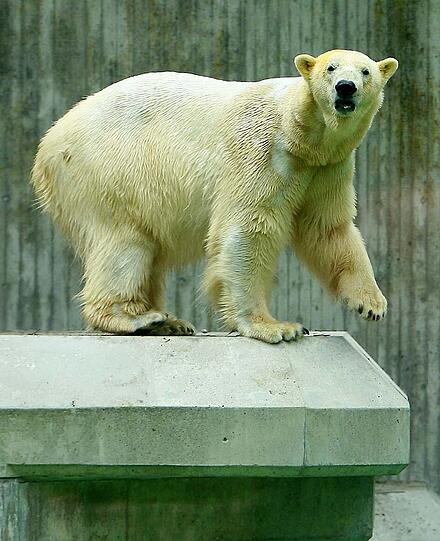 Eisbär Knut trieb leblos im Wasser seines Geheges.