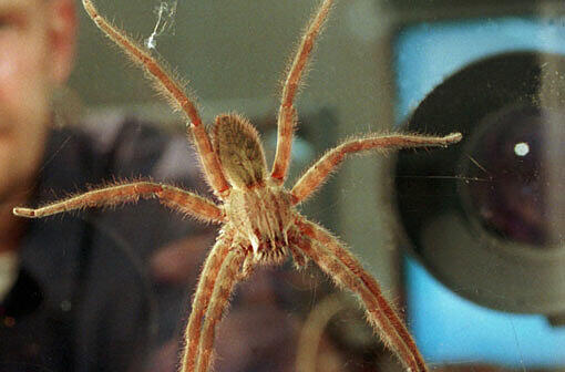 Eine Jagdspinne wie diese haben Mitarbeiter im Oktober 2012 in einer Bananenkiste in einem Supermarkt in Augsburg entdeckt.