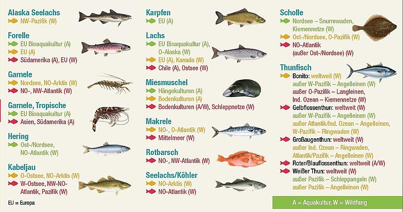 Grün steht für &bdquo;gute Wahl&ldquo;, Gelb für &bdquo;zweite Wahl&ldquo;, Rot für &bdquo;lieber nicht&ldquo;: Die Farben geben Auskunft darüber, welche Fische und Meeresfrüchte Sie bedenkenlos essen können und auf welche Sie verzichten sollten.