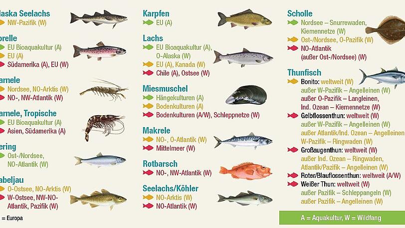 Grün steht für „gute Wahl“, Gelb für „zweite Wahl“, Rot für „lieber nicht“: Die Farben geben Auskunft darüber, welche Fische und Meeresfrüchte Sie bedenkenlos essen können und auf welche Sie verzichten sollten. Grün steht für „gute Wahl“, Gelb für „zweite Wahl“, Rot für „lieber nicht“: Die Farben geben Auskunft darüber, welche Fische und Meeresfrüchte Sie bedenkenlos essen können und auf welche Sie verzichten sollten.