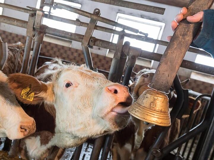 Eine Milchkuh leckt an einer Kuhglocke. Foto: Peter Kneffel/Archivbild