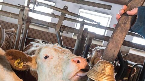 Eine Milchkuh leckt an einer Kuhglocke. Foto: Peter Kneffel/Archivbild