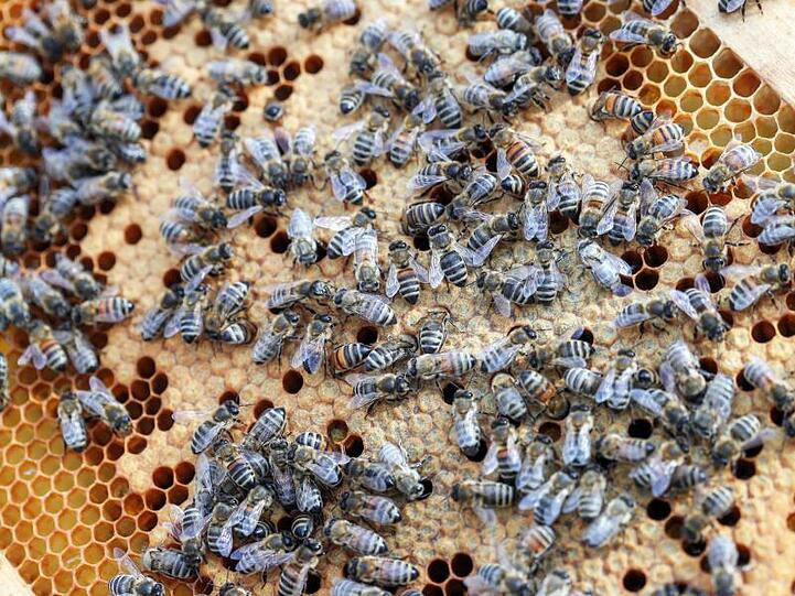 Bienen sind in einem Bienenstock zu sehen. Foto: Jens Büttner/Archiv
