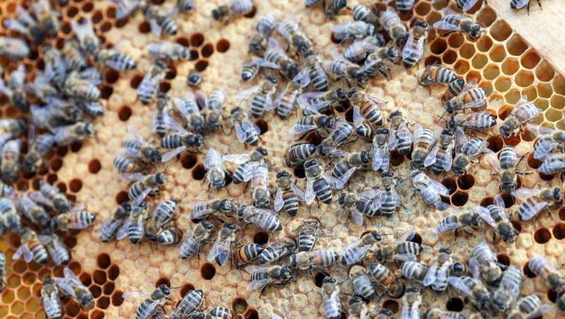 Bienen sind in einem Bienenstock zu sehen. Foto: Jens Büttner/Archiv Bienen sind in einem Bienenstock zu sehen. Foto: Jens Büttner/Archiv