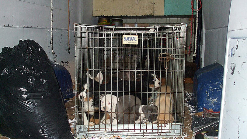 Mehr als 200 Tiere versuchten die Slowaken über die Grenze zu schmuggeln.