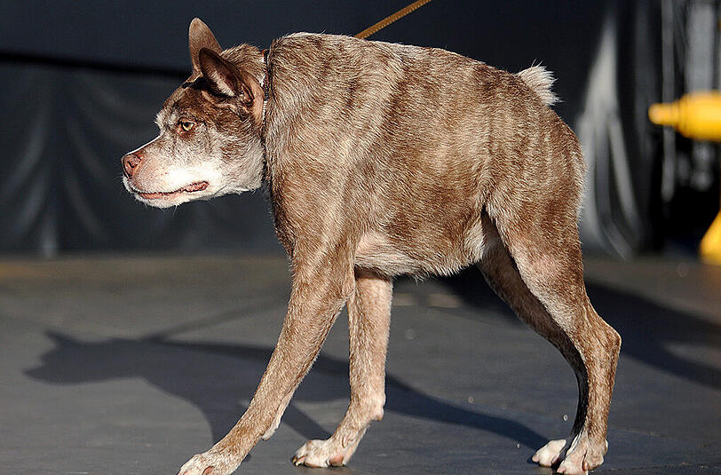 Weitere Bilder des "Ugliest Dog"-Wettbewerbs aus den USA.
